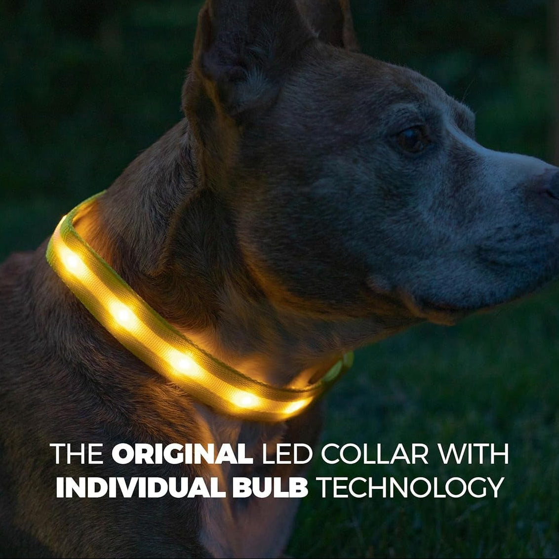 Light up Dog Collar - the Original LED Dog Collar - USB Rechargeable - Waterproof - 1,000 Feet of Visibility - Dog Collar Light for Small, Medium, Large Dogs - USA Brand
